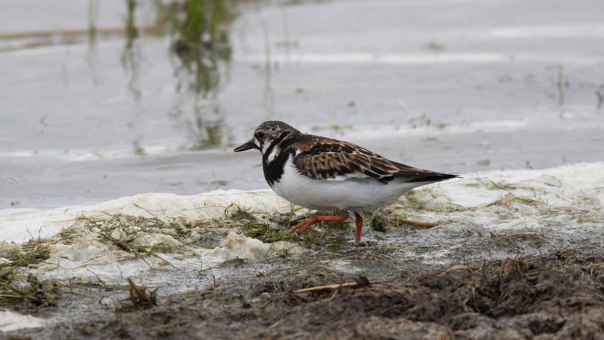 Ruddy Turnstone